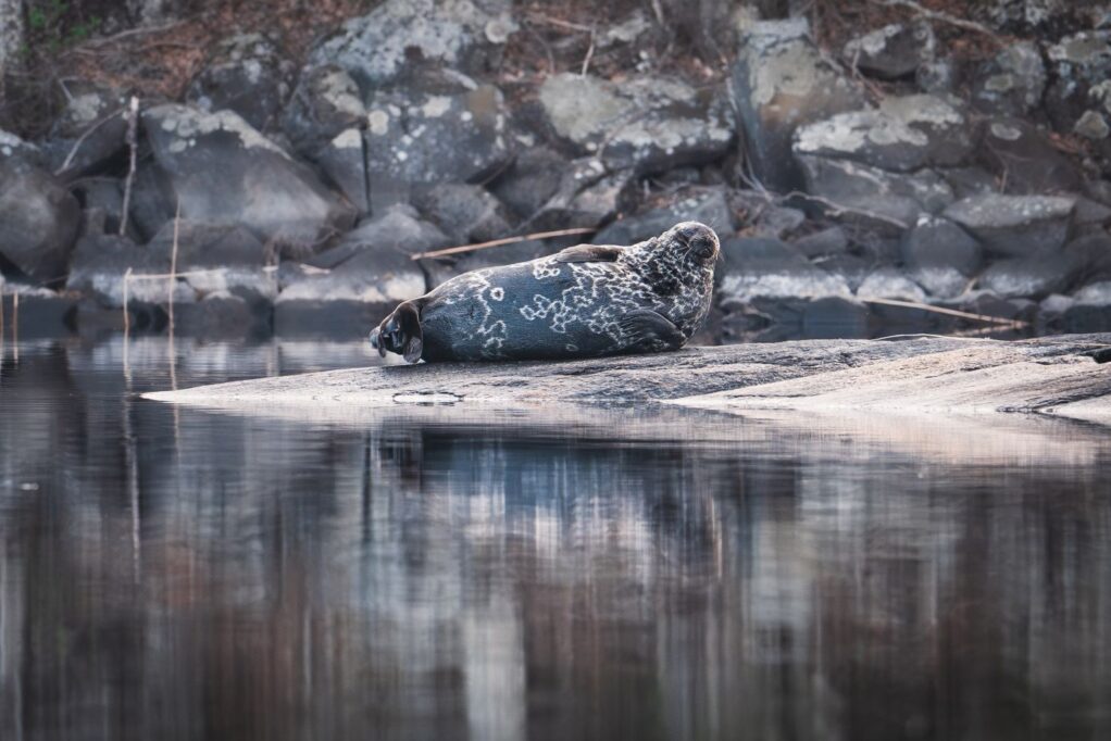 Seal resting on a rock